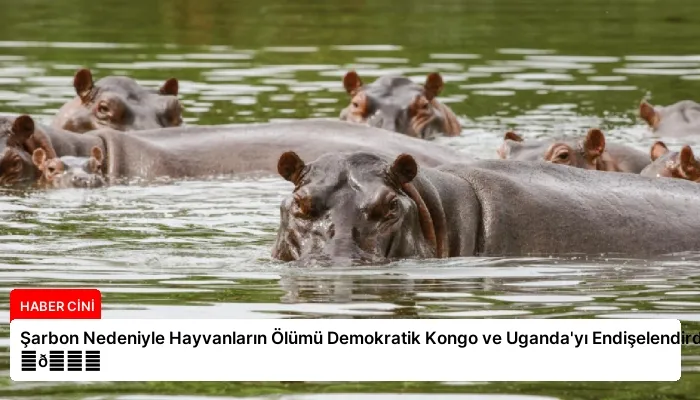 Şarbon Nedeniyle Hayvanların Ölümü Demokratik Kongo ve Uganda’yı Endişelendirdi ⏬👇