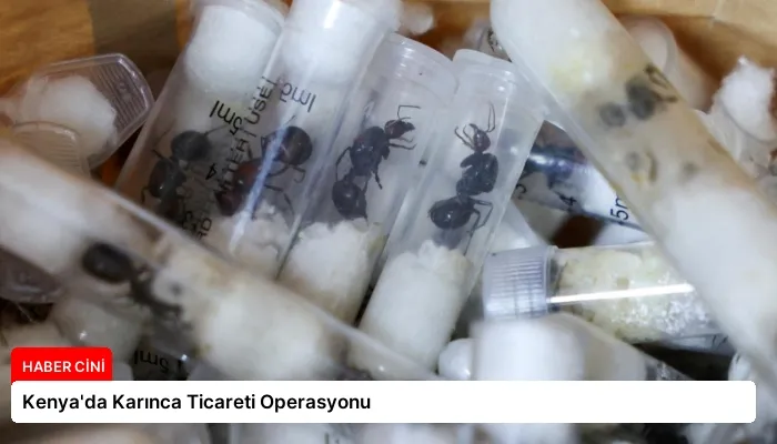 Kenya’da Karınca Ticareti Operasyonu