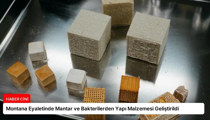 Montana Eyaletinde Mantar ve Bakterilerden Yapı Malzemesi Geliştirildi