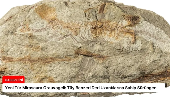 Yeni Tür Mirasaura Grauvogeli: Tüy Benzeri Deri Uzantılarına Sahip Sürüngen