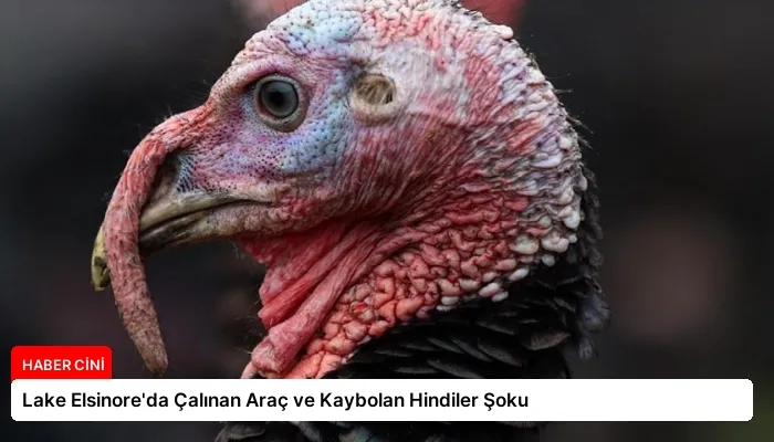 Lake Elsinore’da Çalınan Araç ve Kaybolan Hindiler Şoku