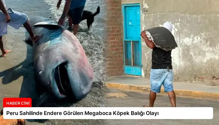 Peru Sahilinde Endere Görülen Megaboca Köpek Balığı Olayı