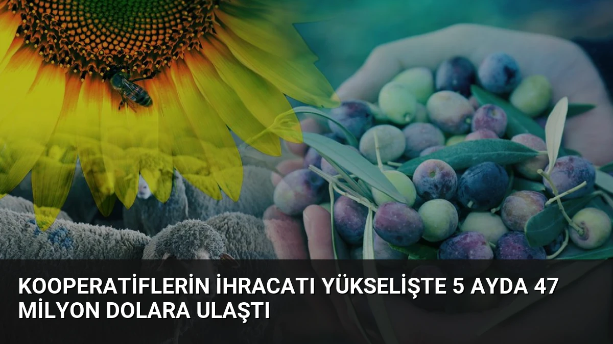 Kooperatiflerin İhracatı Yükselişte 5 Ayda 47 Milyon Dolara Ulaştı