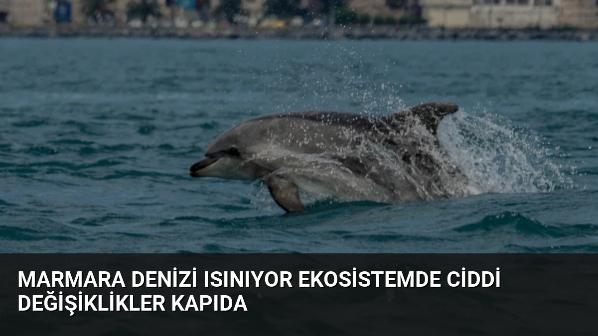 Marmara Denizi Isınıyor Ekosistemde Ciddi Değişiklikler Kapıda