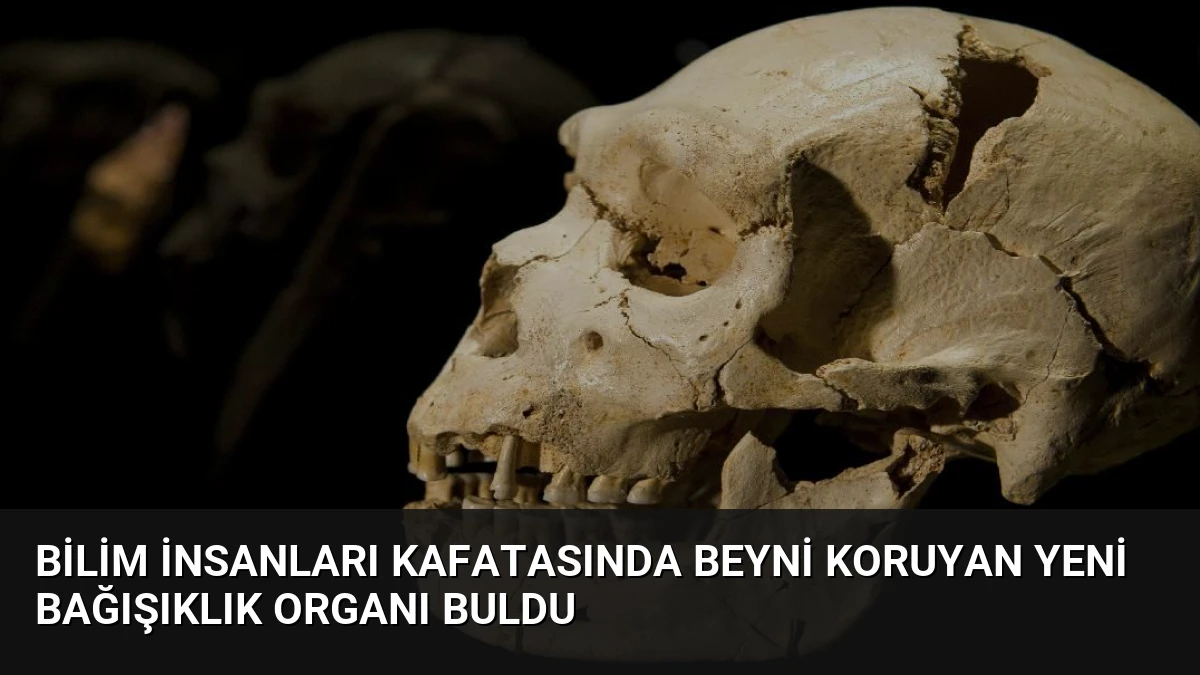 Bilim İnsanları Kafatasında Beyni Koruyan Yeni Bağışıklık Organı Buldu