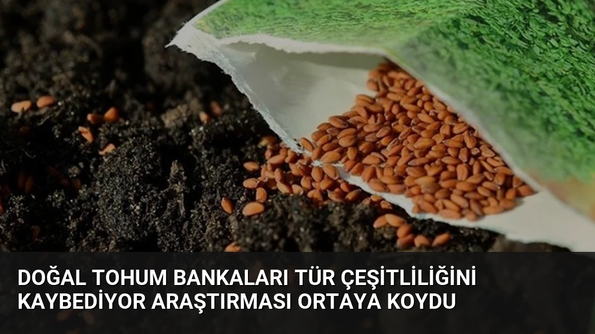 Doğal Tohum Bankaları Tür Çeşitliliğini Kaybediyor Araştırması Ortaya Koydu