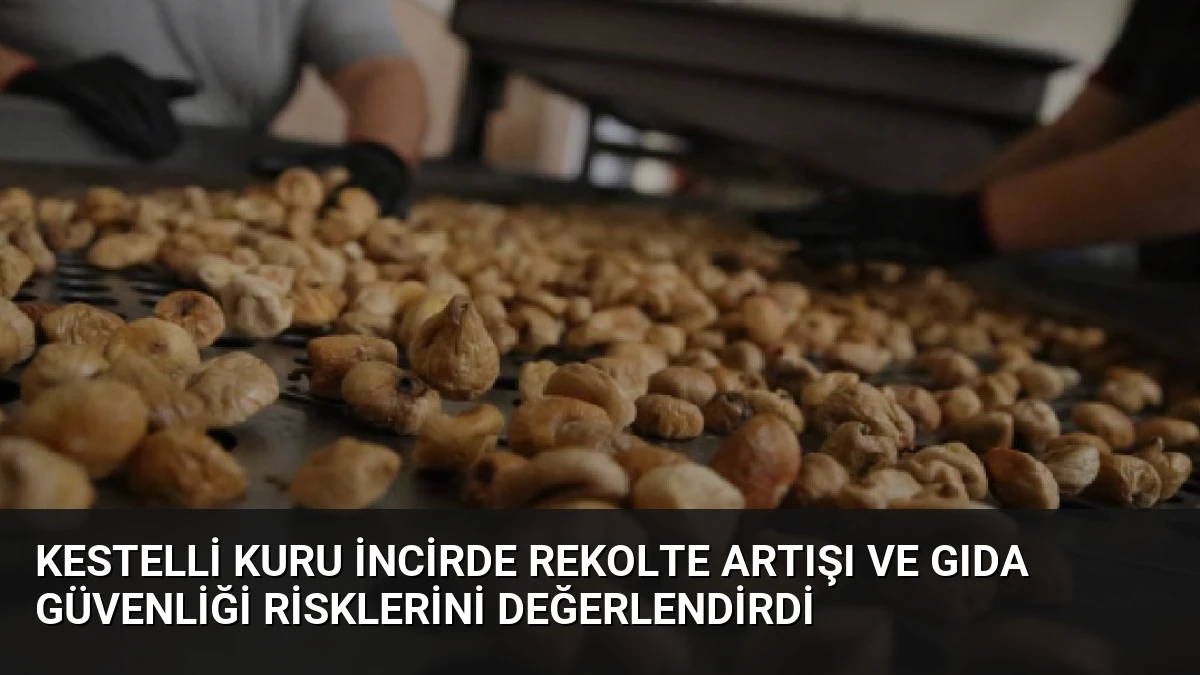 Kestelli Kuru İncirde Rekolte Artışı ve Gıda Güvenliği Risklerini Değerlendirdi